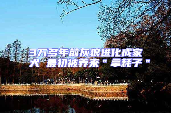 3萬多年前灰狼進(jìn)化成家犬 最初被養(yǎng)來＂拿耗子＂