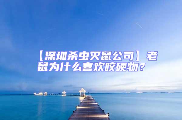 【深圳殺蟲(chóng)滅鼠公司】老鼠為什么喜歡咬硬物？