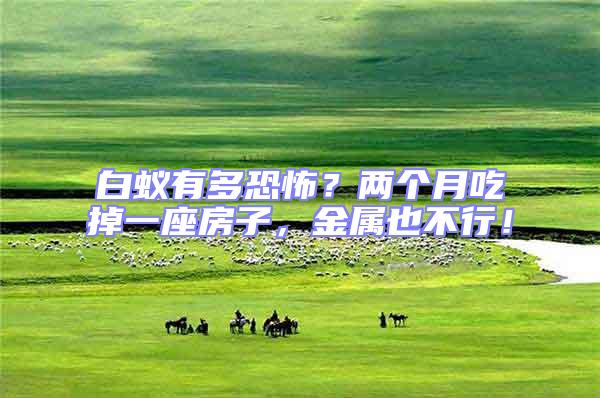 白蟻有多恐怖？兩個月吃掉一座房子，金屬也不行！