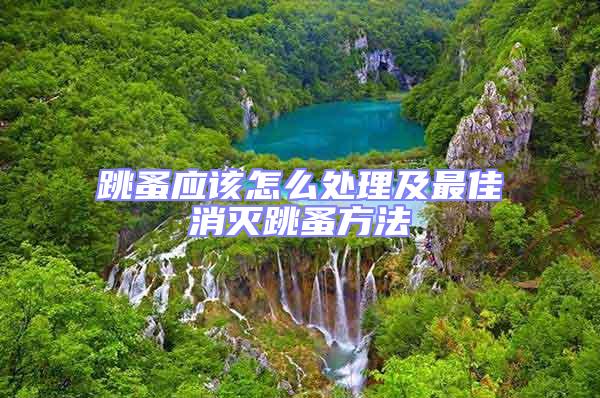 跳蚤應(yīng)該怎么處理及最佳消滅跳蚤方法