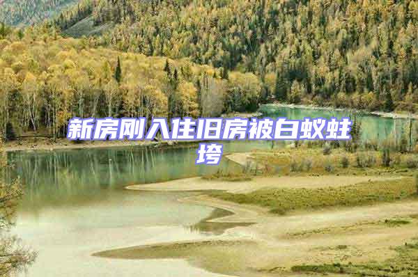 新房剛入住舊房被白蟻蛀垮