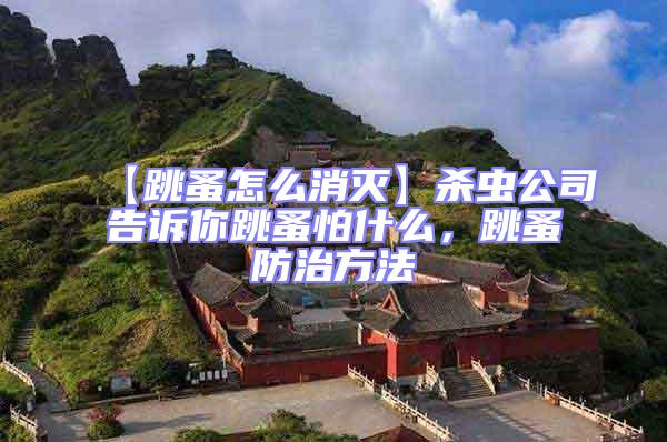 【跳蚤怎么消滅】殺蟲公司告訴你跳蚤怕什么，跳蚤防治方法