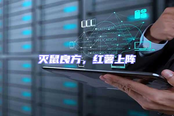 滅鼠良方，紅薯上陣