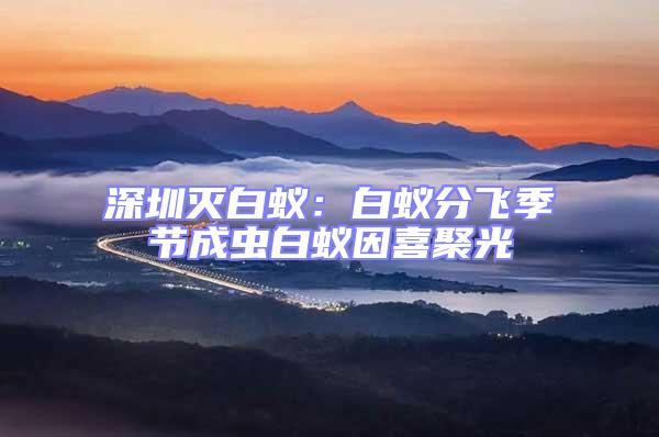 深圳滅白蟻：白蟻分飛季節成蟲白蟻因喜聚光