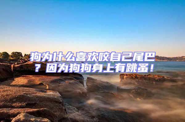 狗為什么喜歡咬自己尾巴？因為狗狗身上有跳蚤！