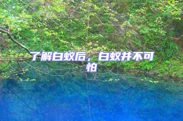 了解白蟻后，白蟻并不可怕
