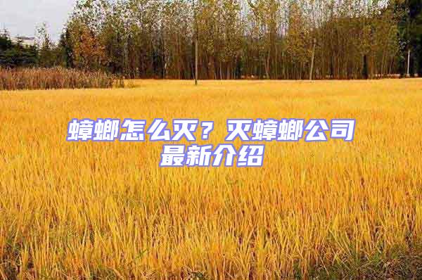 蟑螂怎么滅？滅蟑螂公司最新介紹