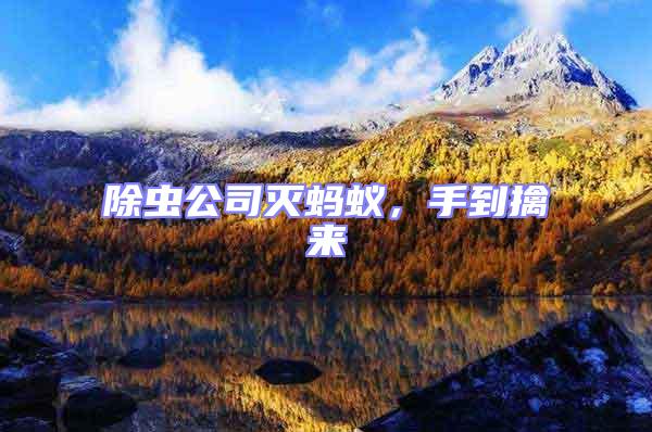 除蟲公司滅螞蟻,手到擒來