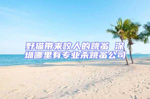 野貓帶來咬人的跳蚤 深圳哪里有專業殺跳蚤公司