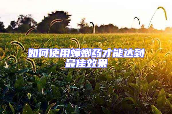 如何使用蟑螂藥才能達(dá)到最佳效果