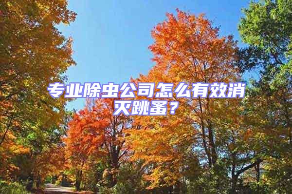 專業(yè)除蟲公司怎么有效消滅跳蚤？