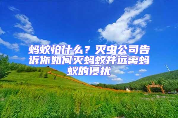 螞蟻怕什么？滅蟲(chóng)公司告訴你如何滅螞蟻并遠(yuǎn)離螞蟻的侵?jǐn)_