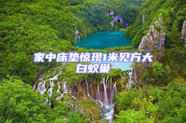 家中床墊驚現(xiàn)1米見(jiàn)方大白蟻巢