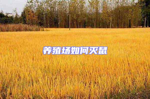 養(yǎng)殖場(chǎng)如何滅鼠