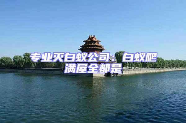 專業(yè)滅白蟻公司：白蟻爬滿屋全都是