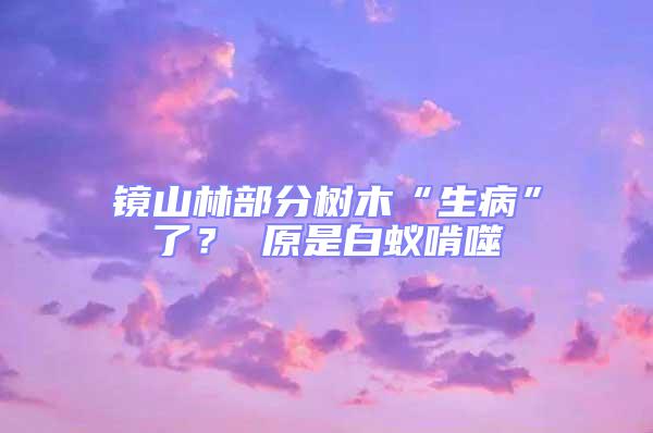 鏡山林部分樹木“生病”了？ 原是白蟻啃噬