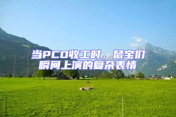 當(dāng)PCO收工時，鼠寶們瞬間上演的復(fù)雜表情