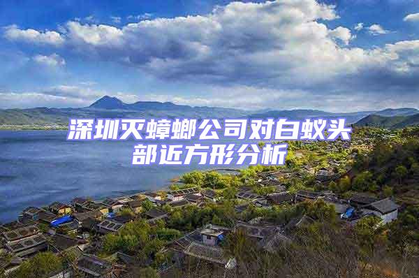 深圳滅蟑螂公司對白蟻頭部近方形分析