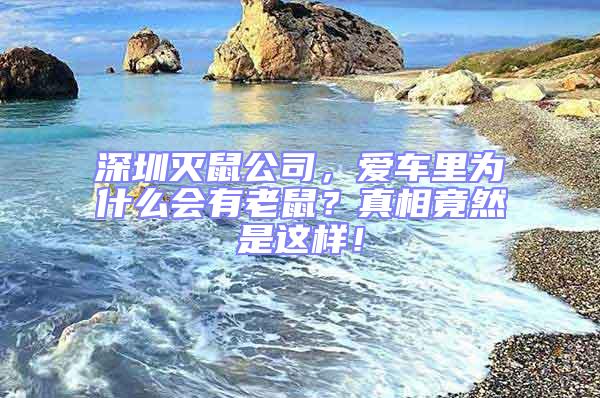 深圳滅鼠公司，愛車?yán)餅槭裁磿?huì)有老鼠？真相竟然是這樣！