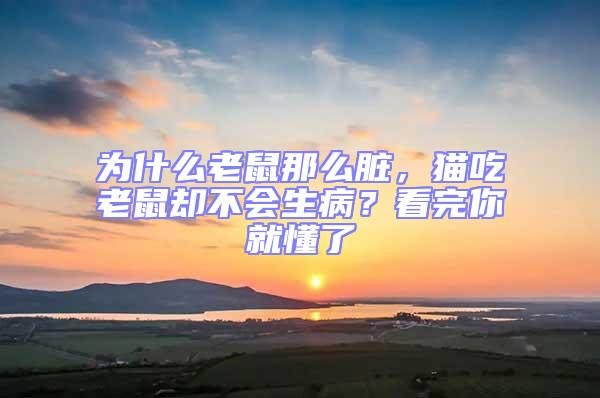 為什么老鼠那么臟，貓吃老鼠卻不會生??？看完你就懂了