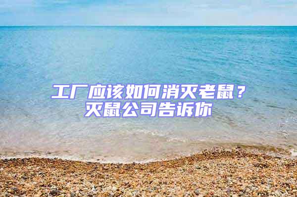工廠應該如何消滅老鼠?滅鼠公司告訴你