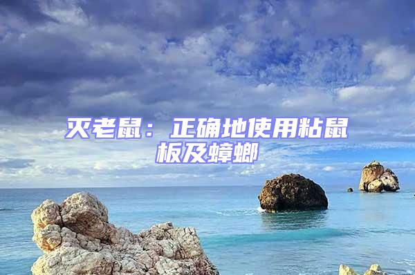 滅老鼠:正確地使用粘鼠板及蟑螂