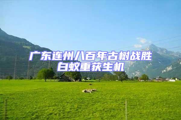 廣東連州八百年古樹戰勝白蟻重獲生機