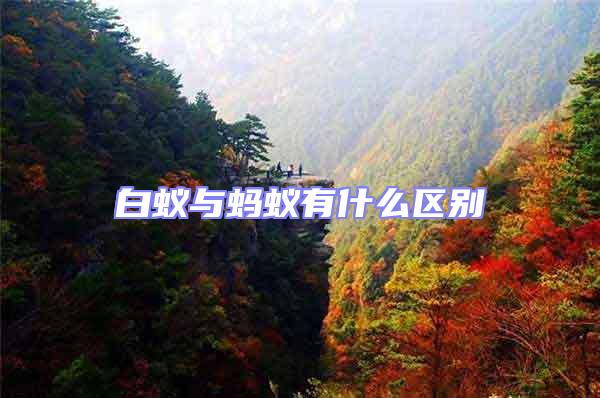 白蟻與螞蟻有什么區(qū)別