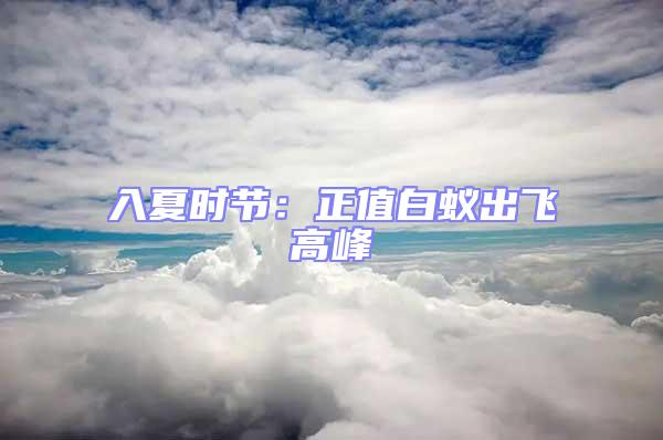 入夏時(shí)節(jié)：正值白蟻出飛高峰