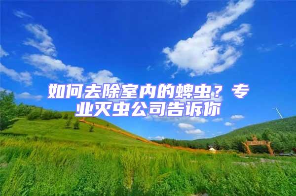 如何去除室內(nèi)的蜱蟲(chóng)？專業(yè)滅蟲(chóng)公司告訴你