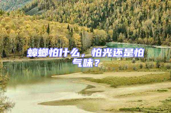 蟑螂怕什么,怕光還是怕氣味?