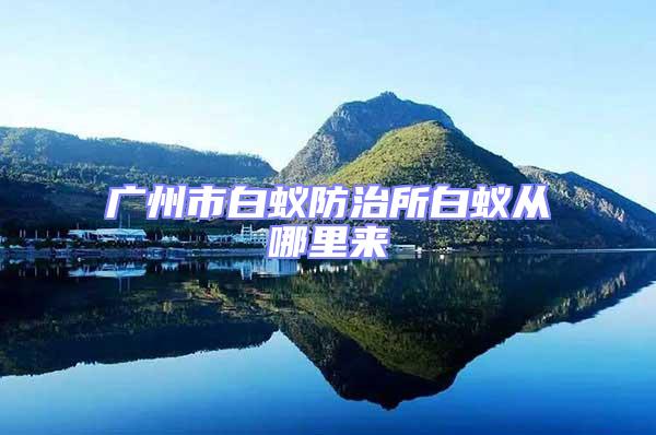 廣州市白蟻防治所白蟻從哪里來(lái)