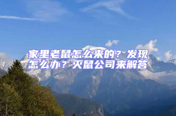 家里老鼠怎么來的？發現怎么辦？滅鼠公司來解答