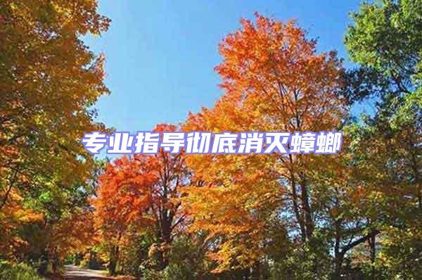 專業指導徹底消滅蟑螂
