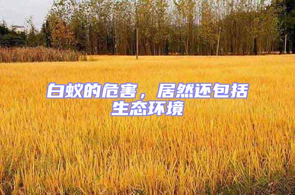 白蟻的危害，居然還包括生態環境