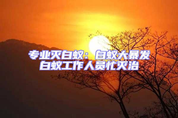 專業(yè)滅白蟻：白蟻大暴發(fā)白蟻工作人員忙滅治