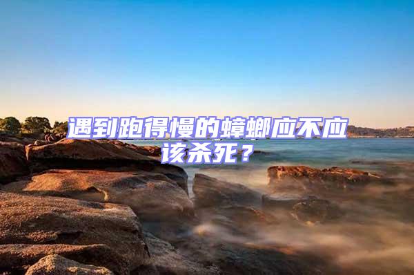 遇到跑得慢的蟑螂應不應該殺死？