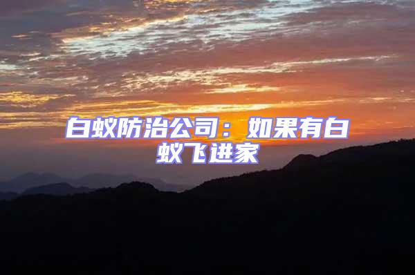 白蟻防治公司：如果有白蟻飛進家
