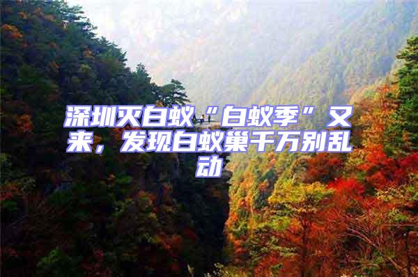 深圳滅白蟻“白蟻季”又來，發(fā)現(xiàn)白蟻巢千萬別亂動(dòng)