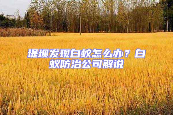 堤壩發現白蟻怎么辦？白蟻防治公司解說