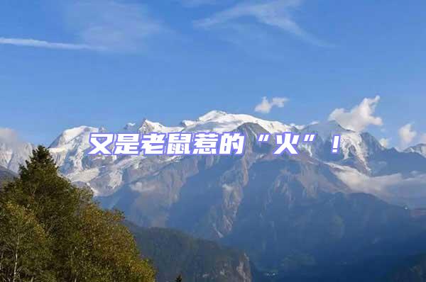 又是老鼠惹的“火”！