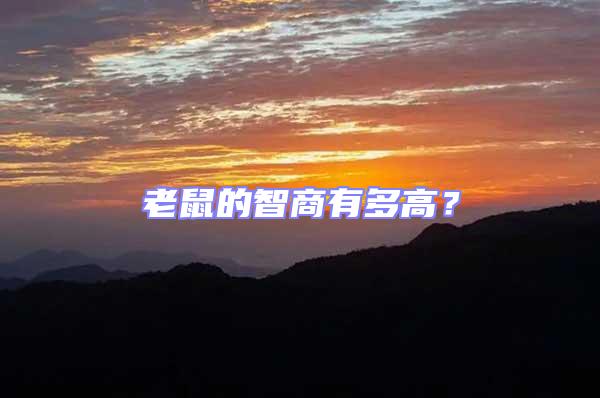 老鼠的智商有多高？