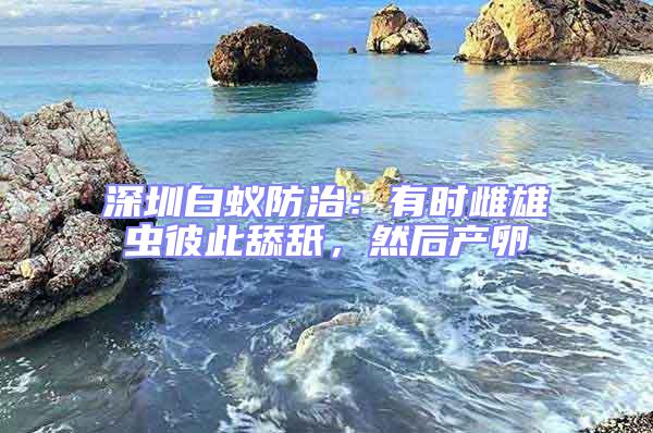 深圳白蟻防治：有時(shí)雌雄蟲(chóng)彼此舔舐，然后產(chǎn)卵