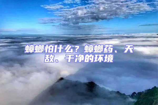 蟑螂怕什么？蟑螂藥、天敵、干凈的環境