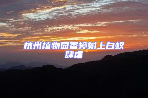 杭州植物園香樟樹(shù)上白蟻肆虐