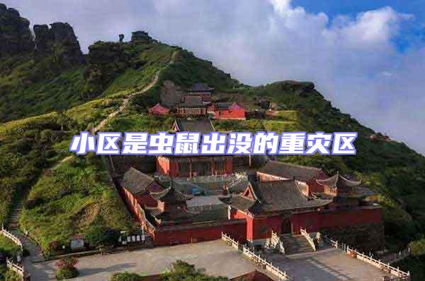 小區(qū)是蟲鼠出沒的重災(zāi)區(qū)
