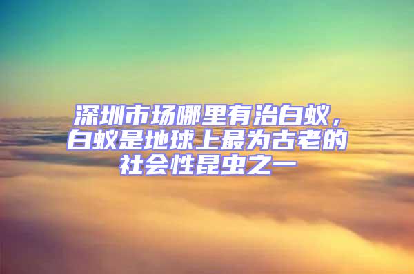 深圳市場(chǎng)哪里有治白蟻，白蟻是地球上最為古老的社會(huì)性昆蟲之一