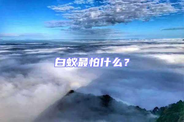 白蟻?zhàn)钆率裁矗?/></p>
									<p style=