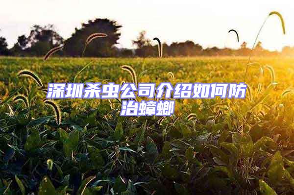 深圳殺蟲公司介紹如何防治蟑螂