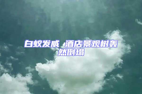 白蟻發(fā)威 酒店景觀樹轟然倒塌